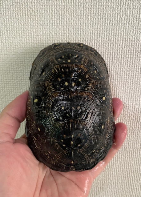 ブランディングガメ（甲長１２ｃｍ）