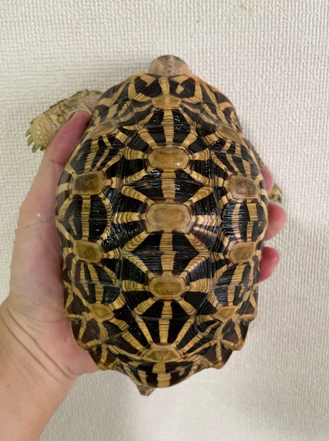 インドホシガメ（甲長１６．５ｃｍ）オス