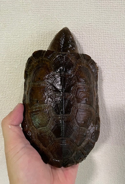 シウイオオアタマガメ（１４．５ｃｍ）オス