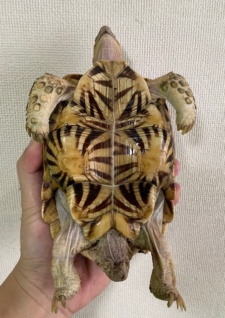 インドホシガメ（甲長１６．５ｃｍ）オス