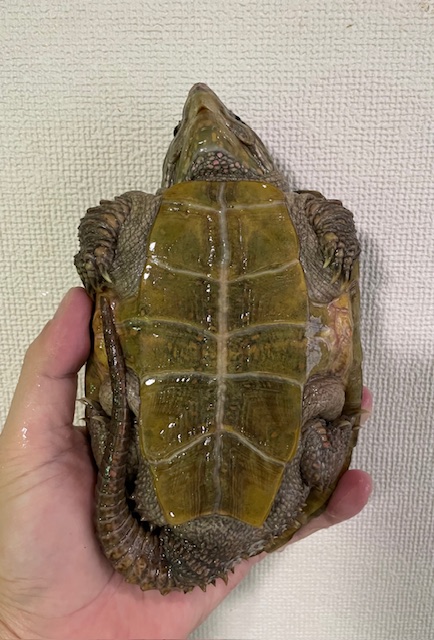 シウイオオアタマガメ（１４．５ｃｍ）オス