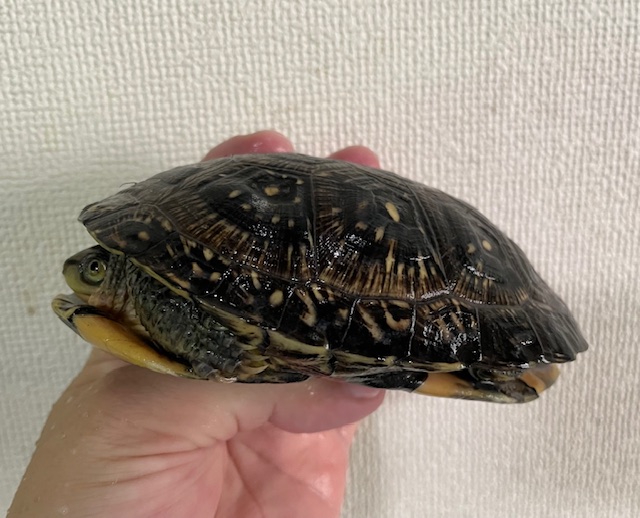 ブランディングガメ（甲長１２ｃｍ）