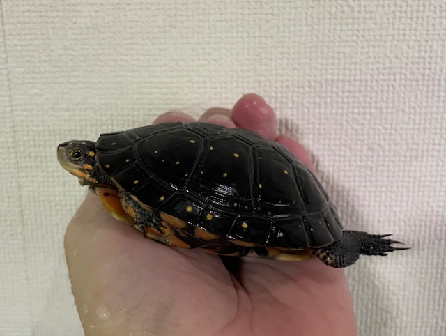 キボシイシガメ（甲長８ｃｍ）メス