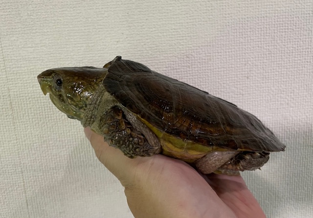 シウイオオアタマガメ（１４．５ｃｍ）オス