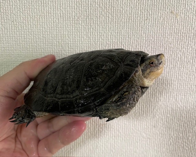 ブチイシガメ（甲長１２ｃｍ）オス