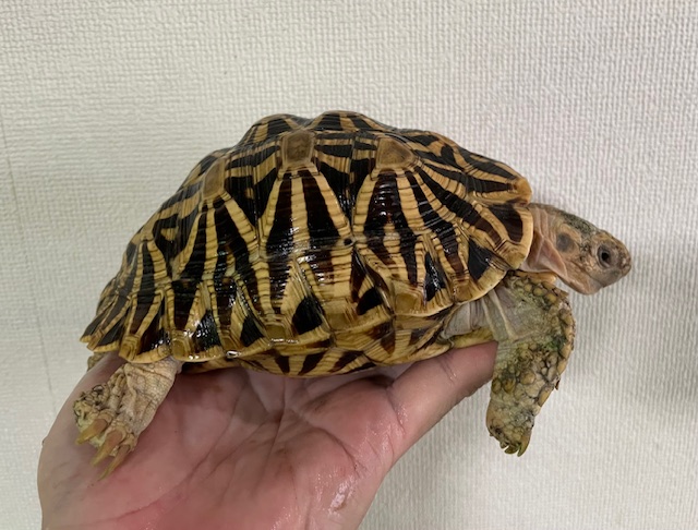 インドホシガメ（甲長１６．５ｃｍ）オス