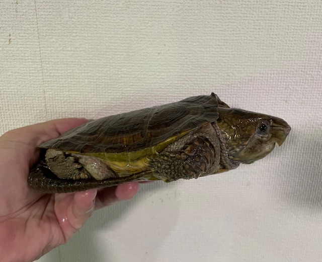 シウイオオアタマガメ（１４．５ｃｍ）オス