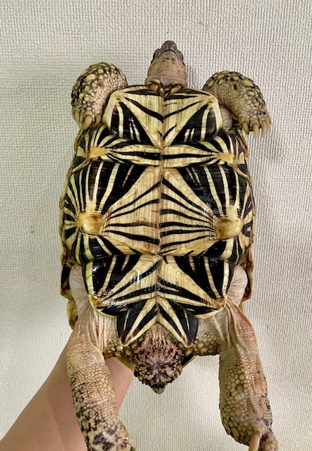 インドホシガメ（甲長２１ｃｍ）メス②