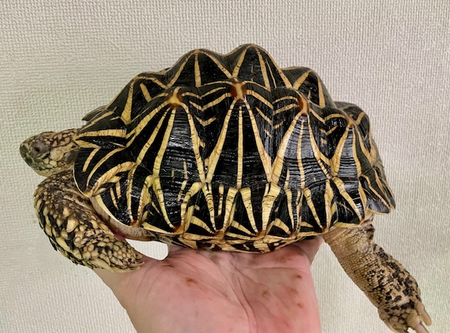インドホシガメ（甲長２１ｃｍ）メス②