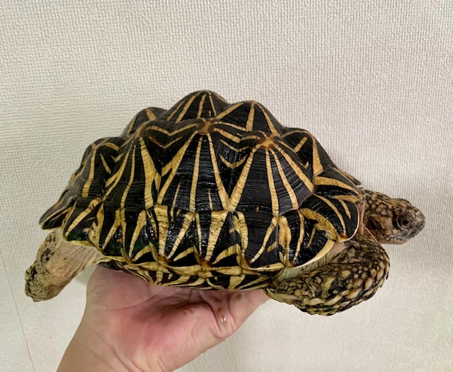 インドホシガメ（甲長２１ｃｍ）メス②