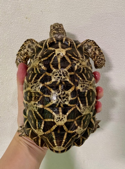 インドホシガメ（甲長１７．５ｃｍ）オス
