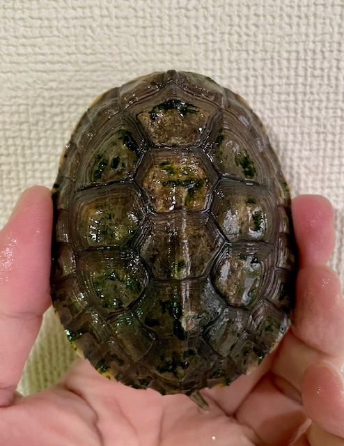シェンシーハコガメ（甲長８ｃｍ）