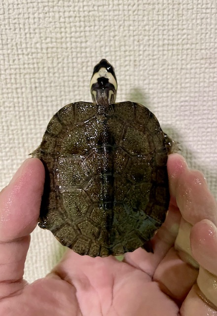 カンムリヤマガメ（甲長６ｃｍ）