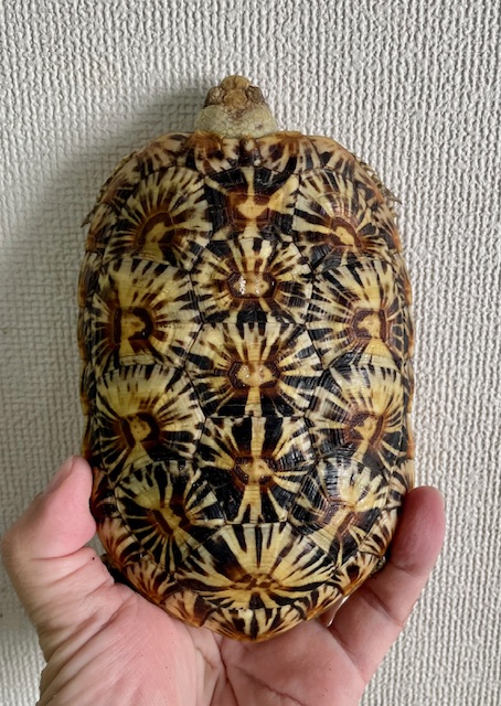 パンケーキガメ(甲長15.5cm)メス