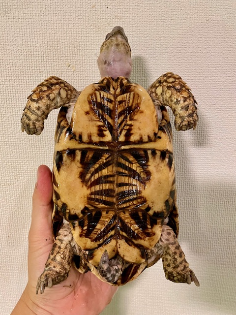 インドホシガメ（甲長１７．５ｃｍ）オス