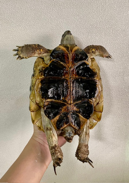ヒガシヘルマンリクガメ（甲長１９ｃｍ）メス