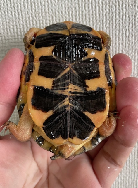 コガネハコガメ「アウロキャピタータ」（甲長８．５ｃｍ）オス