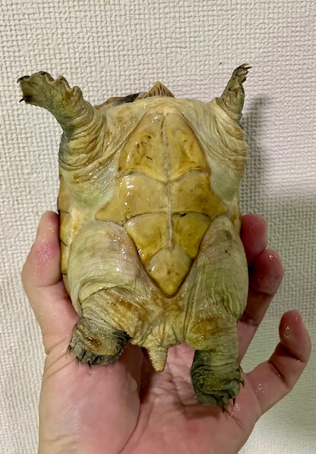 ハラガケガメ（甲長１２ｃｍ）メス