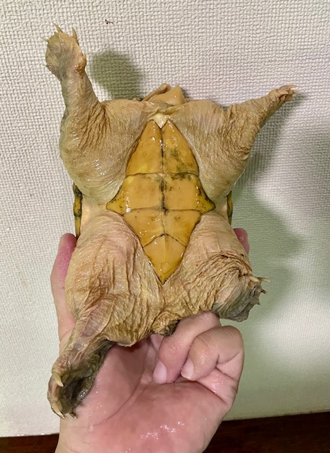 特大ハラガケガメ（甲長１５．５ｃｍ）メス