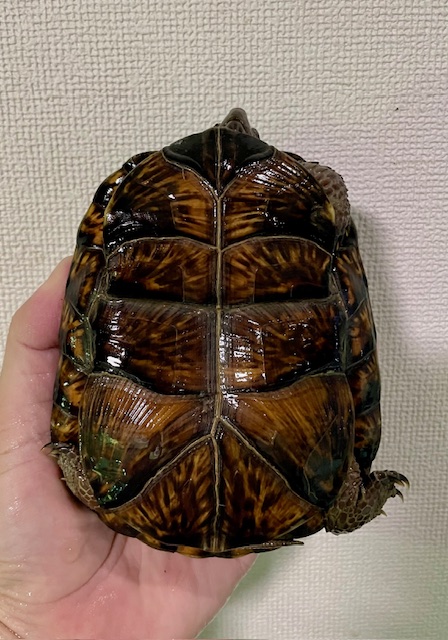 ブラックガルフコーストハコガメ（甲長１３．５ｃｍ）オス