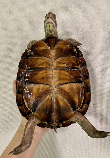 ガルフコーストハコガメ（甲長１９ｃｍ）メス