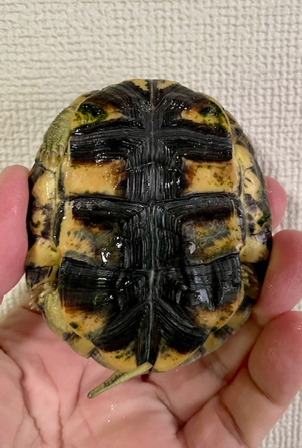 シェンシーハコガメ（甲長８ｃｍ）