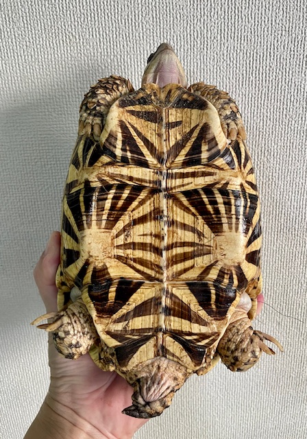インドホシガメ（甲長１９ｃｍ）メス