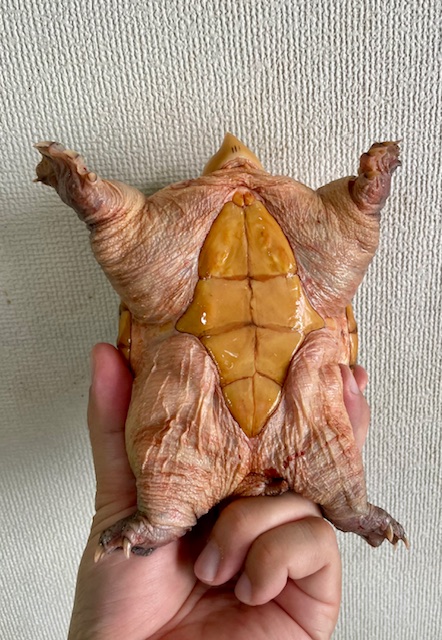 ハラガケガメ（甲長１３．５ｃｍ）メス