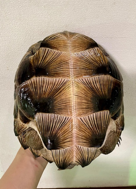 オオヤマガメ（甲長２５ｃｍ）メス