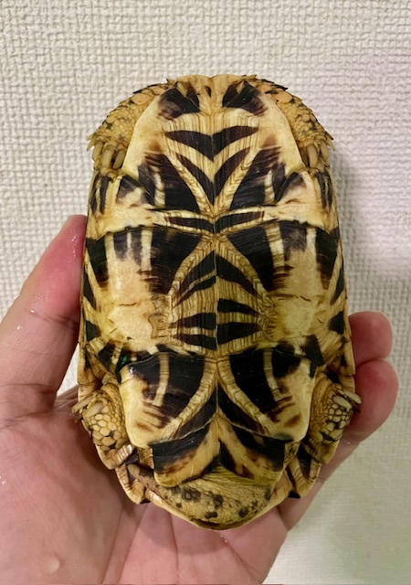 インドホシガメ（甲長１２．５ｃｍ）オス