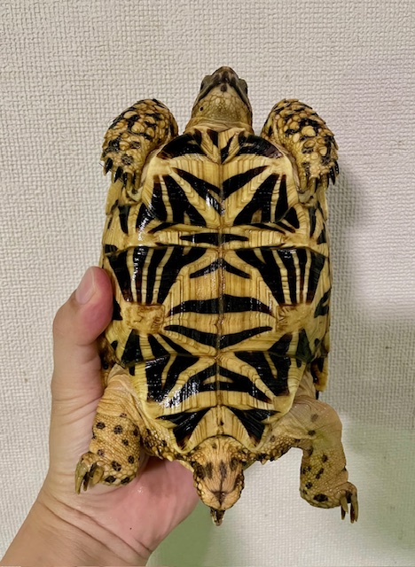 インドホシガメ（甲長１６．５ｃｍ）メス
