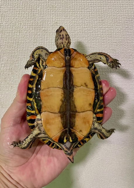 マンヤマガメ（甲長１１．５ｃｍ）オス