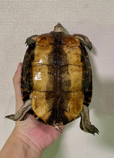 マンヤマガメ（甲長１６ｃｍ）メス