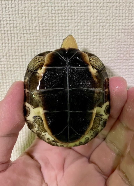 カンムリヤマガメ（甲長６ｃｍ）