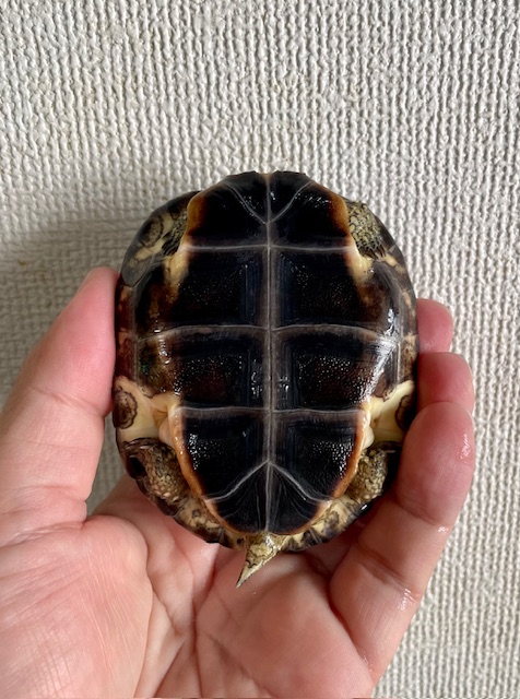 カンムリヤマガメ（甲長８．５ｃｍ）