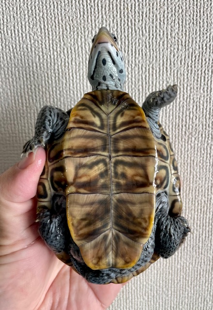 カロリナダイヤモンドバックテラピン（甲長１０．５ｃｍ）メス