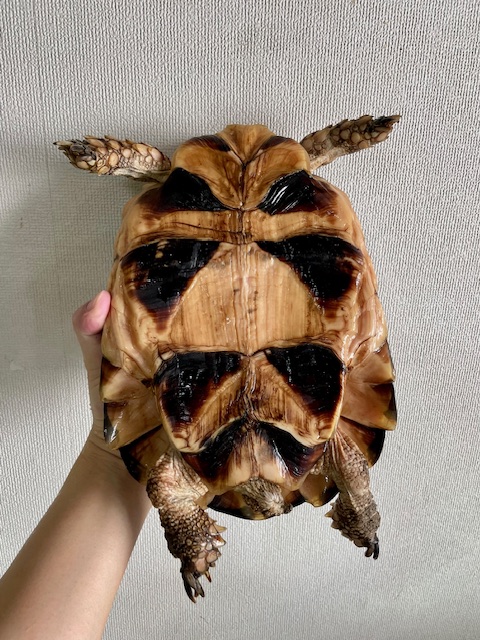 マルギナータ（甲長２６ｃｍ）メス