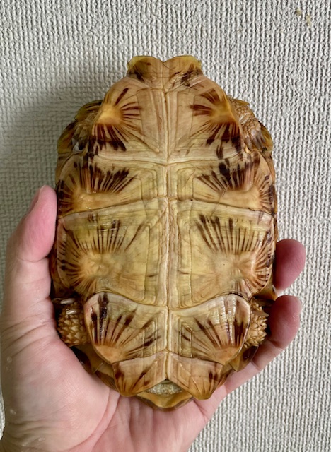 パンケーキガメ（甲長１５．５ｃｍ）オス