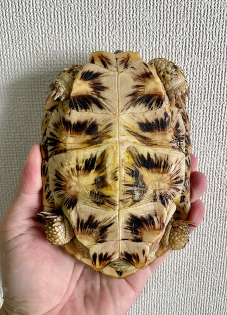 パンケーキガメ（甲長１５．５ｃｍ）メス