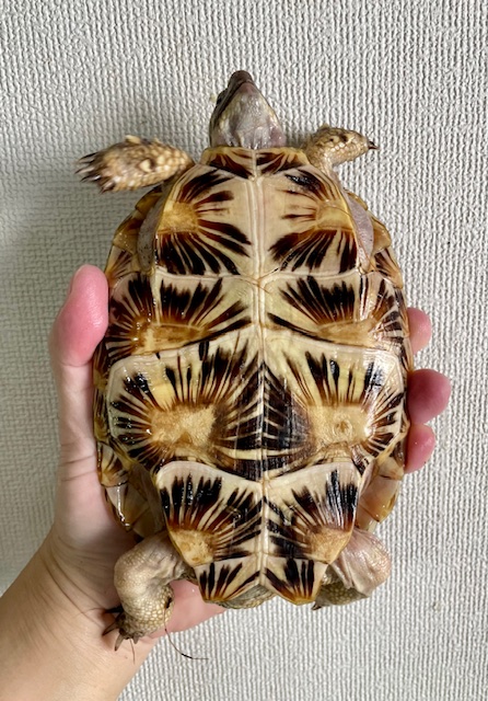 パンケーキガメ（甲長１６ｃｍ）メス
