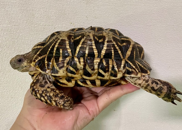 インドホシガメ（甲長１７．５ｃｍ）オス