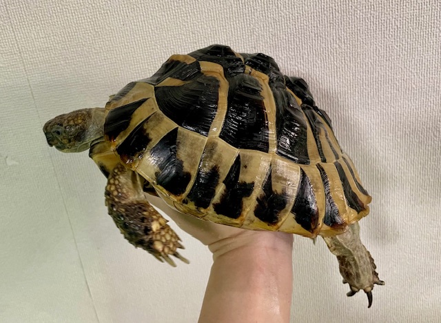 ヒガシヘルマンリクガメ（甲長１９ｃｍ）メス