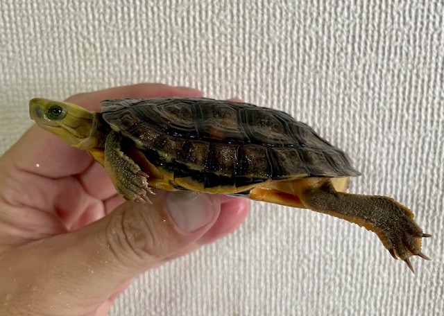 コガネハコガメ「アウロキャピタータ」（甲長８．５ｃｍ）オス