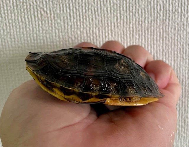 コガネハコガメ「アウロキャピタータ」（甲長８ｃｍ）メス