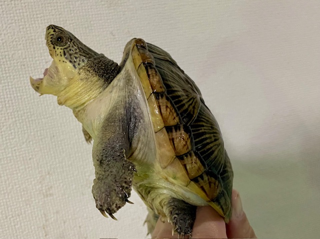 ハラガケガメ（甲長１２ｃｍ）メス