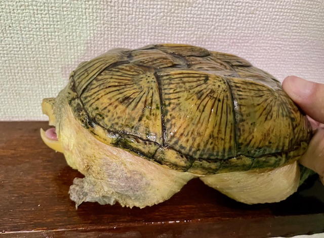 特大ハラガケガメ（甲長１５．５ｃｍ）メス