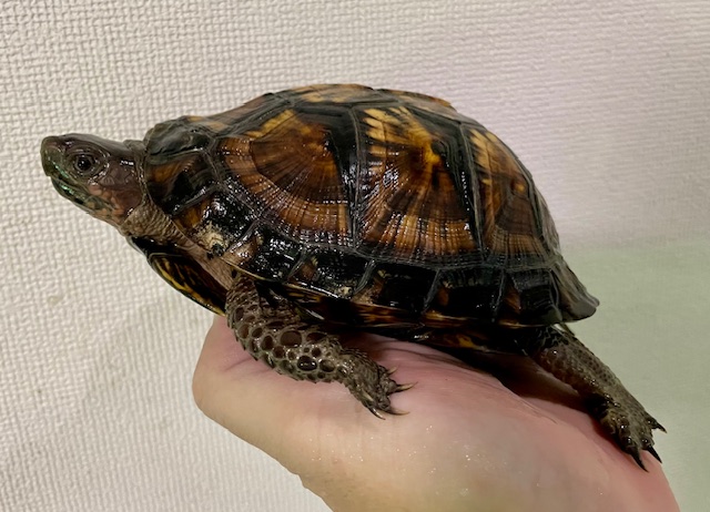ブラックガルフコーストハコガメ（甲長１３．５ｃｍ）オス