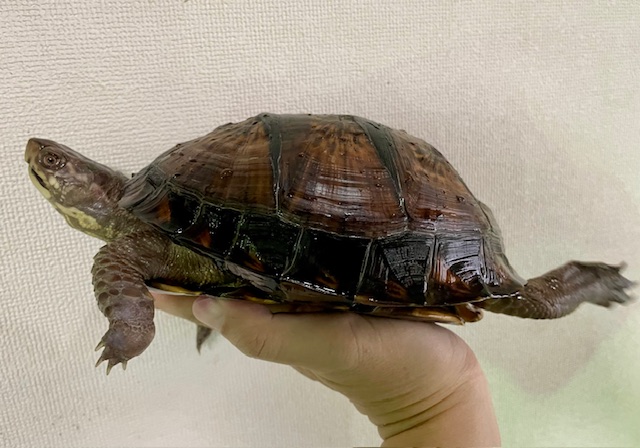 ガルフコーストハコガメ（甲長１９ｃｍ）メス