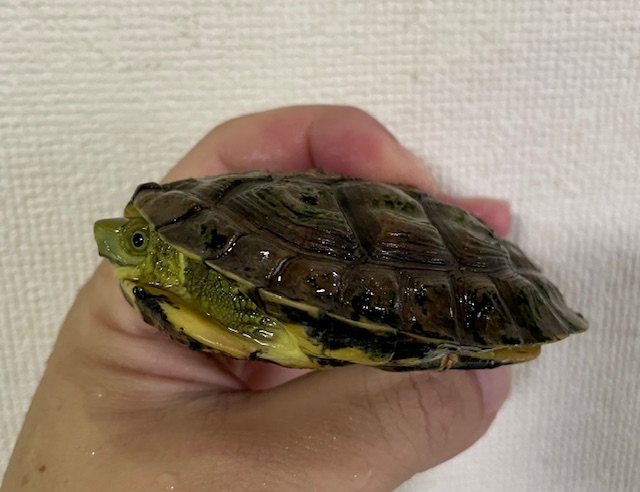 シェンシーハコガメ（甲長８ｃｍ）