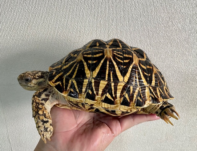 インドホシガメ（甲長１９ｃｍ）メス